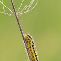 Burnet Moth caterpillar 
